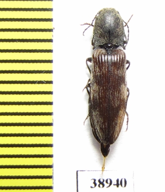 Diacanthous undulatus  Russia, Tver reg. - INSECTS-STORE.RU