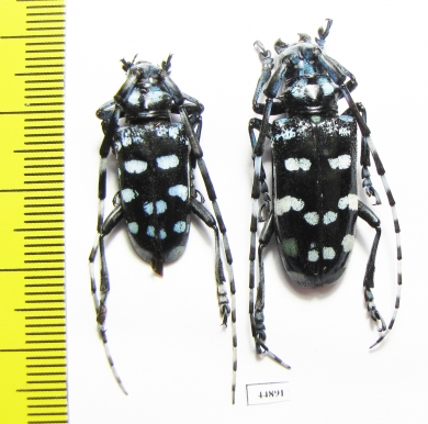 Anoplophora zonatrix, pair  Thailand - INSECTS-STORE.RU