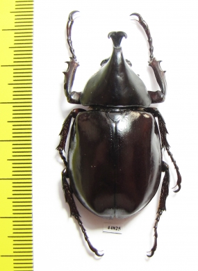 Xylotrupes gideon  Indonesia, Java - INSECTS-STORE.RU