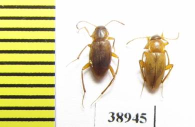 Choleva sp., pair  Russia, Tver reg. - INSECTS-STORE.RU