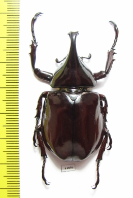 Xylotrupes lorquini  Indonesia, Taliabu isl. - INSECTS-STORE.RU