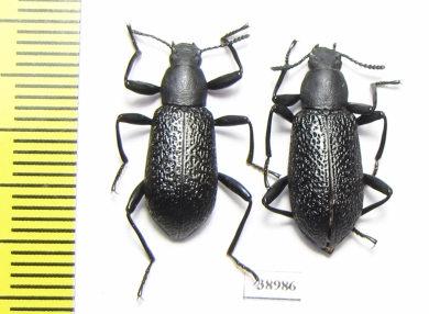 Upis ceramboides  Russia, Tver reg. - INSECTS-STORE.RU