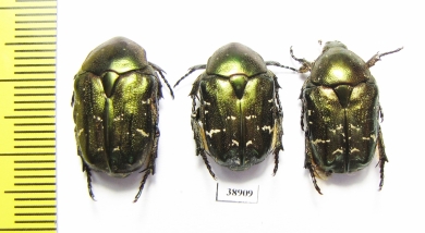 Protaetia metallica  Russia, Tver reg. - INSECTS-STORE.RU