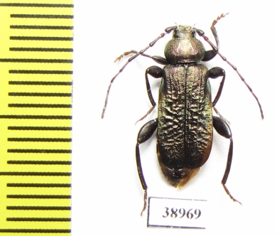 Callidium aeneum  Russia, Tver reg. - INSECTS-STORE.RU