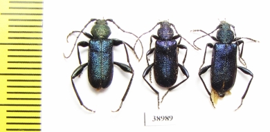 Callidium violaceum  Russia, Tver reg. - INSECTS-STORE.RU