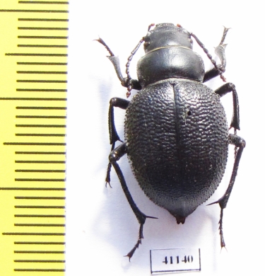 Pimelia cephalotes  Uzbekistan - INSECTS-STORE.RU