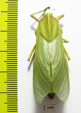 Bullacris sp.1  South Africa Rep. - INSECTS-STORE.RU