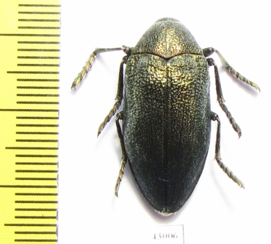 Julodis armeniaca?  Iran, Kurdistan prov. - INSECTS-STORE.RU