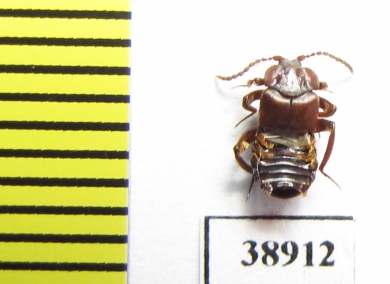 Lomechusoides strumosus  Russia, Tver reg. (myrmecophilous) - INSECTS-STORE.RU