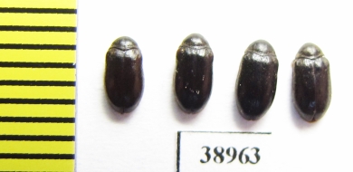 Dermestidae sp.  Russia, Tver reg. - INSECTS-STORE.RU