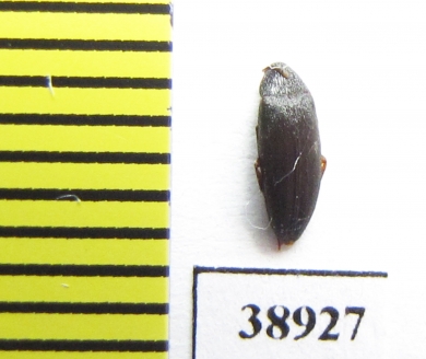 Orchesia fusiformis  Russia, Tver reg. - INSECTS-STORE.RU