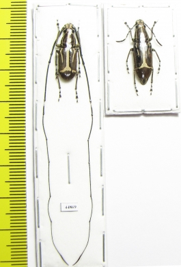 Xenocerus equestris, pair  Indonesia, Aru isl. - INSECTS-STORE.RU