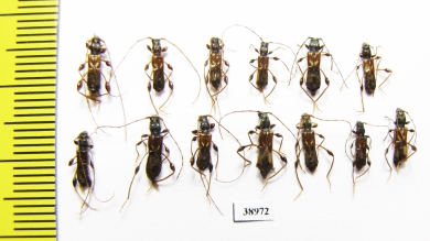 Molorchus minor, pair  Russia, Tver reg. - INSECTS-STORE.RU