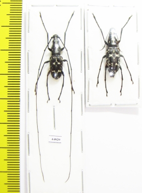 Mecotropis sp., pair  Indonesia, Buru isl. - INSECTS-STORE.RU