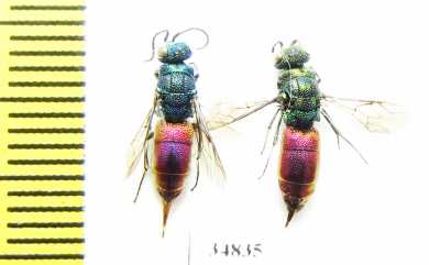 Chrysididae sp.  Russia, Tver reg. - INSECTS-STORE.RU