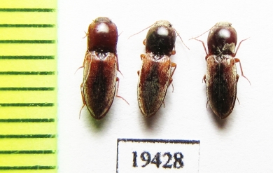 Elateridae sp.  Iran, Sistan prov. - INSECTS-STORE.RU