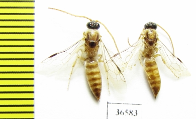 Tiphiidae sp.  Iran, Sistan prov. - INSECTS-STORE.RU