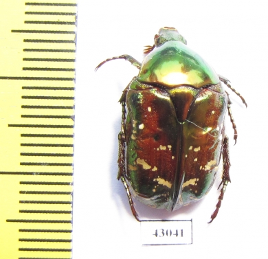 Protaetia splendidula  Iran, Lorestan prov. - INSECTS-STORE.RU