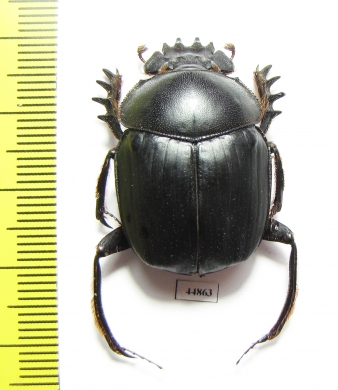 Scarabaeus isidis  Oman - INSECTS-STORE.RU