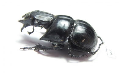 Lethrus acutangulus, male  Iran, Golestan prov. - INSECTS-STORE.RU