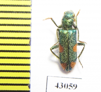 Trichodes sp.  Iran, Kurdistan prov. - INSECTS-STORE.RU