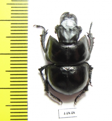 Lethrus acutangulus, male  Iran, Golestan prov. - INSECTS-STORE.RU