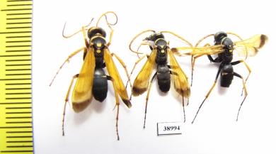 Hymenoptera sp.  Russia, Tver reg. - INSECTS-STORE.RU