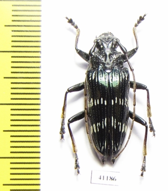 Pascoea idae  Indonesia, Ceram isl. - INSECTS-STORE.RU