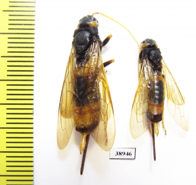 Siricidae sp.  Russia, Tver reg. - INSECTS-STORE.RU