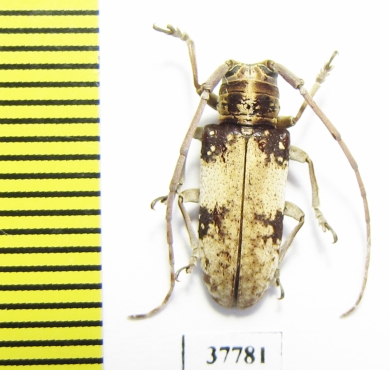 Cerambycidae sp.  South Africa Rep. - INSECTS-STORE.RU