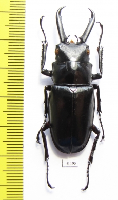 Prosopocoilus giraffa  Indonesia, Sulawesi  52mm - INSECTS-STORE.RU