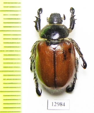 Paracotalpa ursina  USA - INSECTS-STORE.RU