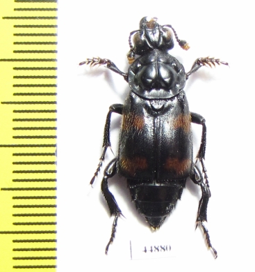 Nicrophorus distinctus  Indonesia, Sulawesi - INSECTS-STORE.RU
