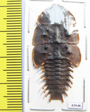 Lycidae sp.  Indonesia, Java - INSECTS-STORE.RU