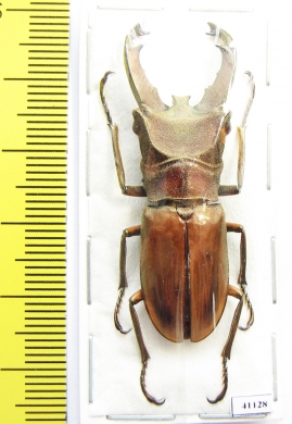 Cyclommatus pasteuri  Indonesia, Sumatra  45mm - INSECTS-STORE.RU