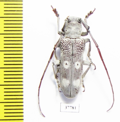 Prosopocera sp.  South Africa Rep. - INSECTS-STORE.RU