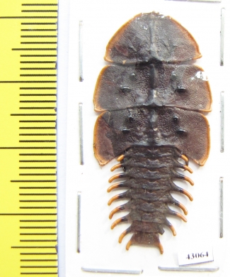 Lycidae sp.  Indonesia, Java - INSECTS-STORE.RU