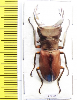 Cyclommatus pulchellus  Indonesia, Papua  34mm - INSECTS-STORE.RU