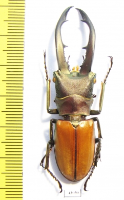 Cyclommatus montanellus  Malaysia, Borneo  58mm - INSECTS-STORE.RU