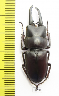 Prosopocoilus ? katsurai  Laos  42mm - INSECTS-STORE.RU