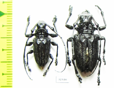 Cerambycidae sp., pair  Peru - INSECTS-STORE.RU