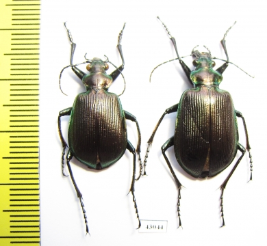 Calosoma oceanicum, pair  Indonesia, Wetar isl. - INSECTS-STORE.RU