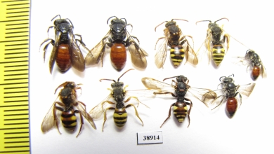 Hymenoptera sp.  Russia, Tver reg. - INSECTS-STORE.RU