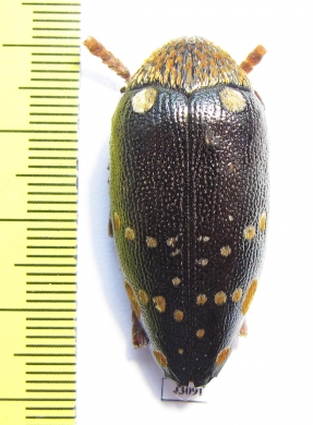 Sternocera castanea boucardii  Tanzania - INSECTS-STORE.RU