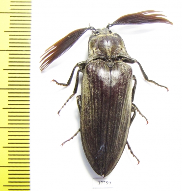 Elateridae sp.  South Africa Rep.  38mm - INSECTS-STORE.RU