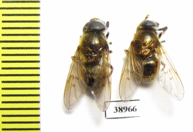 Diptera sp.  Russia, Tver reg. - INSECTS-STORE.RU