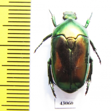 Poecilopharis curtisi  Indonesia, Yamdena isl. - INSECTS-STORE.RU