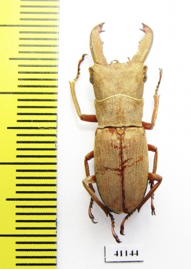 Cyclommatus incognitus  Malaysia  28mm - INSECTS-STORE.RU