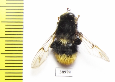 Diptera sp.  Russia, Tver reg. - INSECTS-STORE.RU