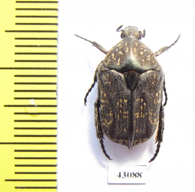 Protaetia sutteri  Indonesia, Sumba isl. - INSECTS-STORE.RU